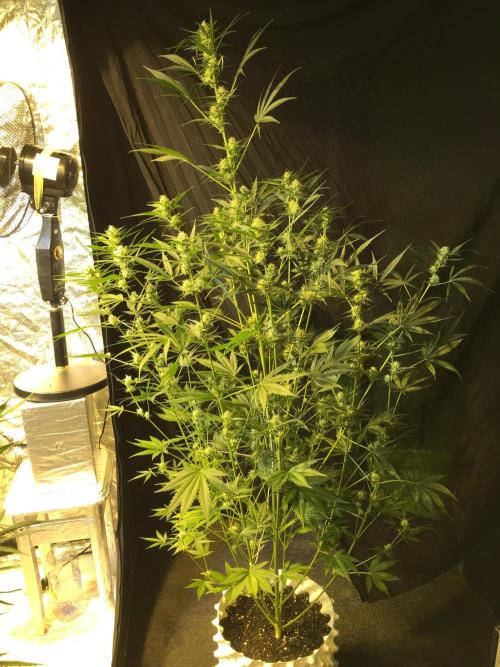 GorillaCookies StrawberryBanana AUTO. Week 8