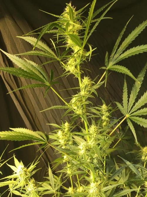 GorillaCookies StrawberryBanana AUTO. Week 8