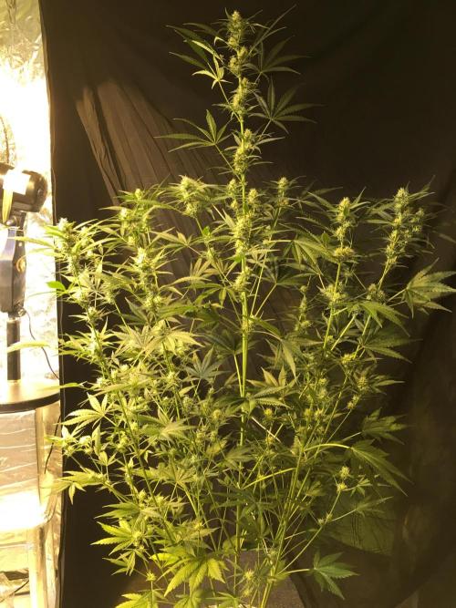 GorillaCookies StrawberryBanana AUTO. Week 8 - strawberry Banana