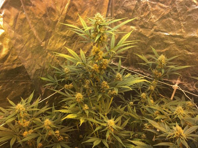 GorillaCookies StrawberryBanana AUTO. Week 8 - strawberry Banana 2
