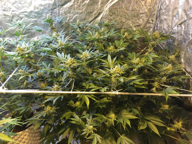 DWC Strawberry Chemdawg OG. Week 14