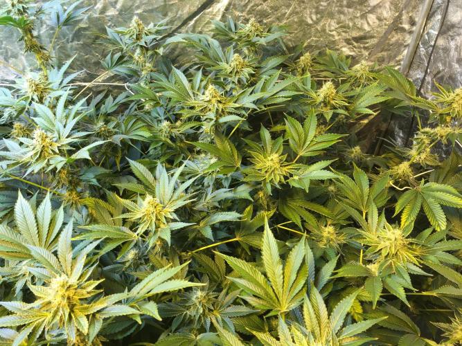 DWC Strawberry Chemdawg OG. Week 14