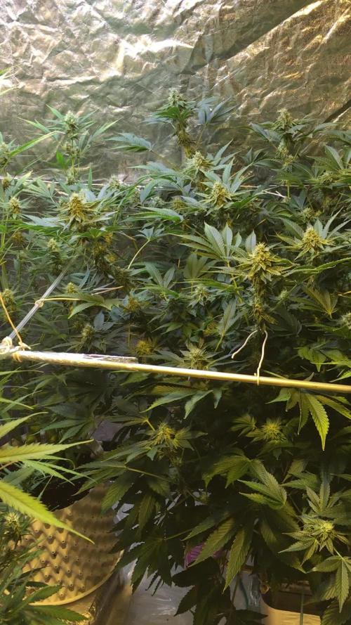 DWC Strawberry Chemdawg OG