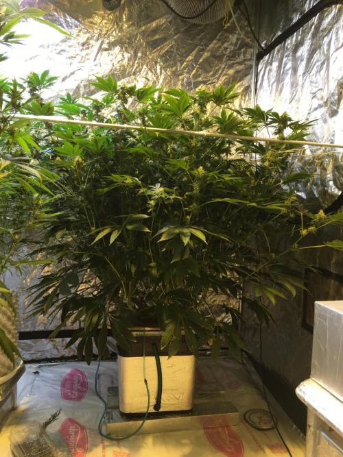 DWC Strawberry Chemdawg OG. Week 14