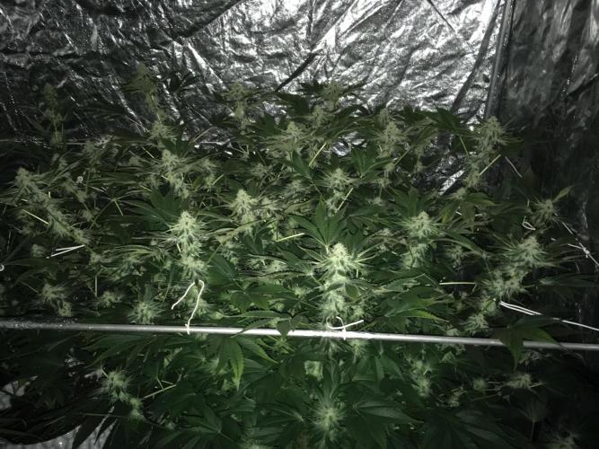 DWC Strawberry Chemdawg OG. Week 14