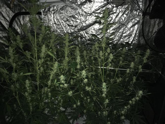 DWC Strawberry Chemdawg OG. Week 14