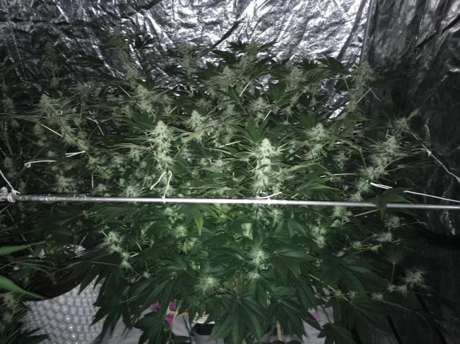 DWC Strawberry Chemdawg OG. Week 14