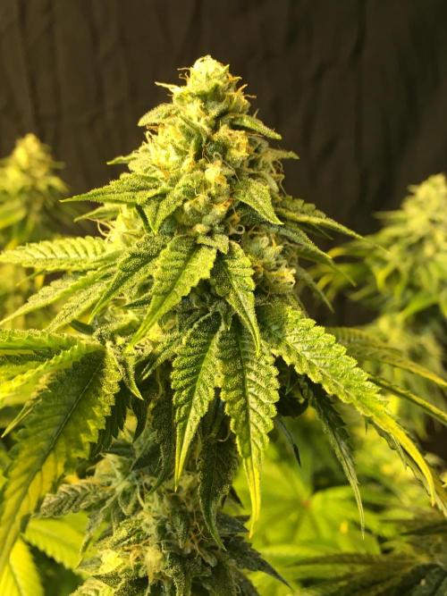 DWC Strawberry Chemdawg OG. Week 14