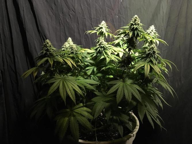 DWC Strawberry Chemdawg OG. Week 14
