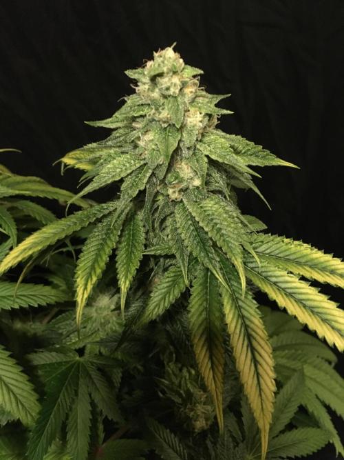 DWC Strawberry Chemdawg OG. Week 14