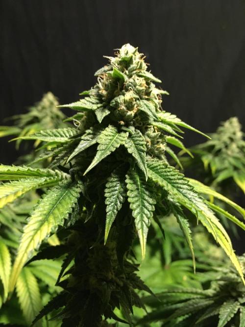 DWC Strawberry Chemdawg OG. Week 14