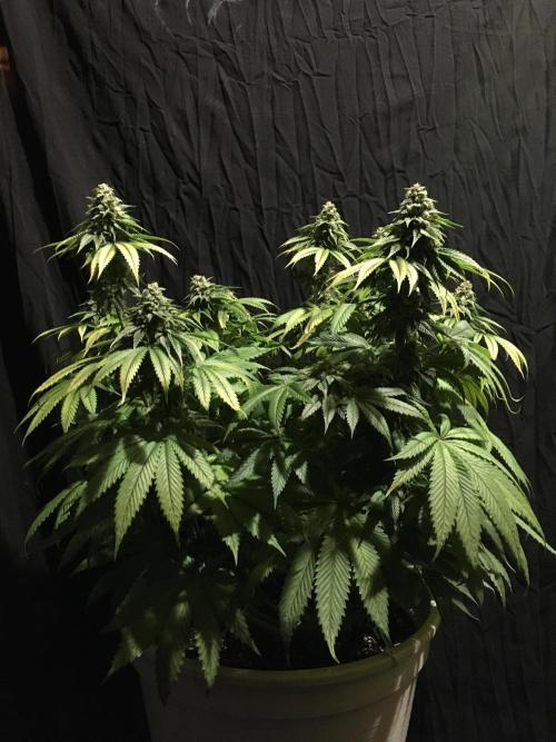 DWC Strawberry Chemdawg OG. Week 14