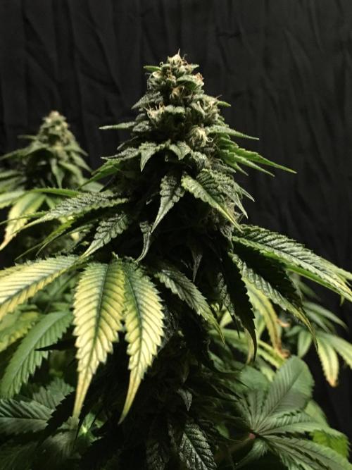 DWC Strawberry Chemdawg OG. Week 14