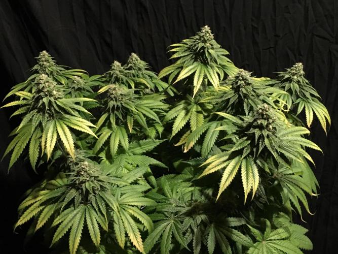 DWC Strawberry Chemdawg OG. Week 14