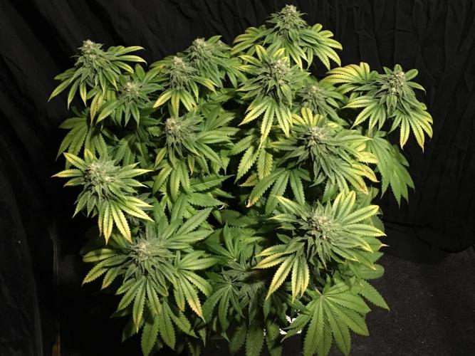 DWC Strawberry Chemdawg OG. Week 14