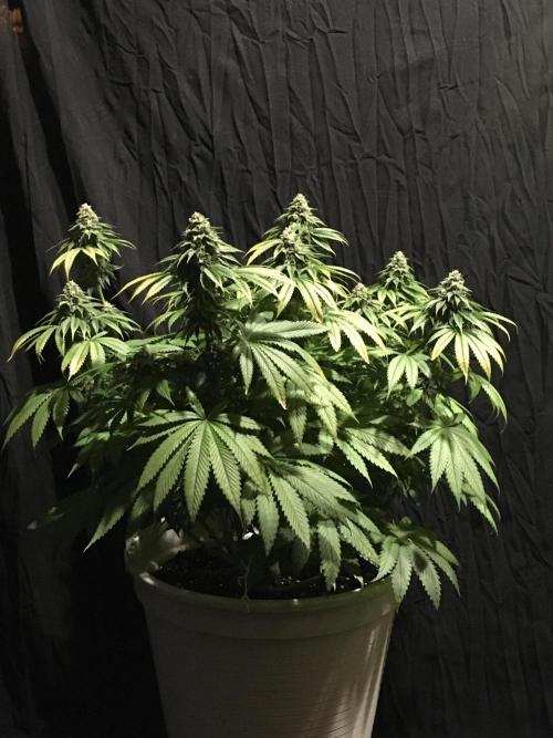 DWC Strawberry Chemdawg OG. Week 14