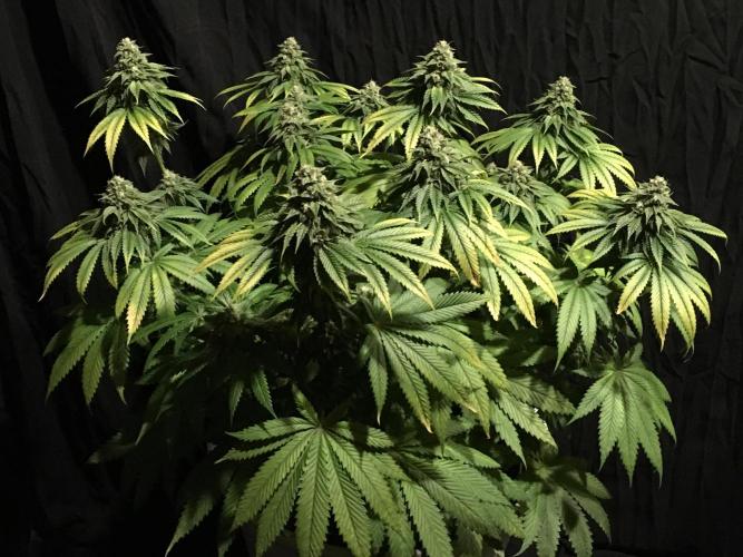 DWC Strawberry Chemdawg OG. Week 14