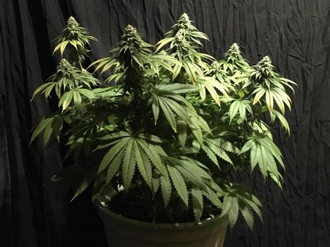 DWC Strawberry Chemdawg OG. Week 14