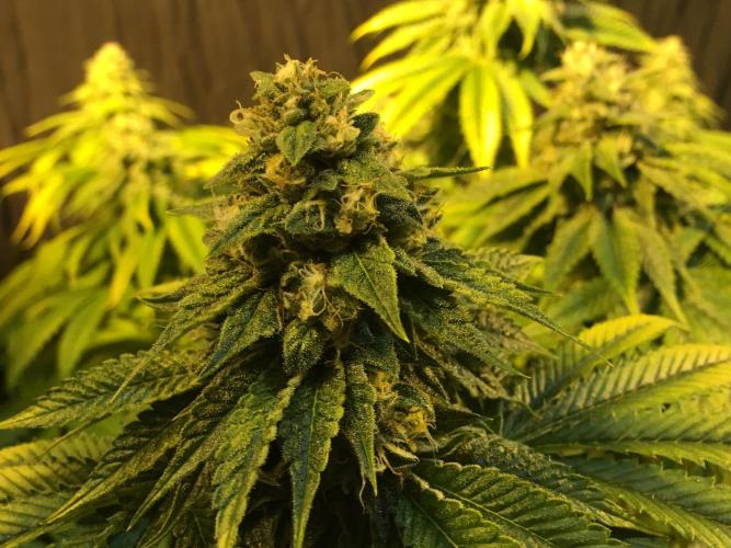 DWC Strawberry Chemdawg OG. Week 14