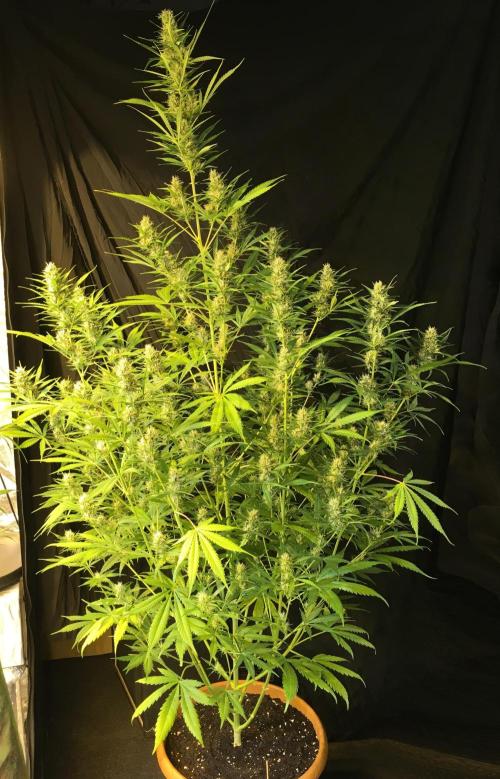 GorillaCookies StrawberryBanana AUTO. Week 9
