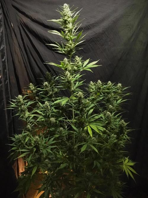 GorillaCookies StrawberryBanana AUTO. Week 9