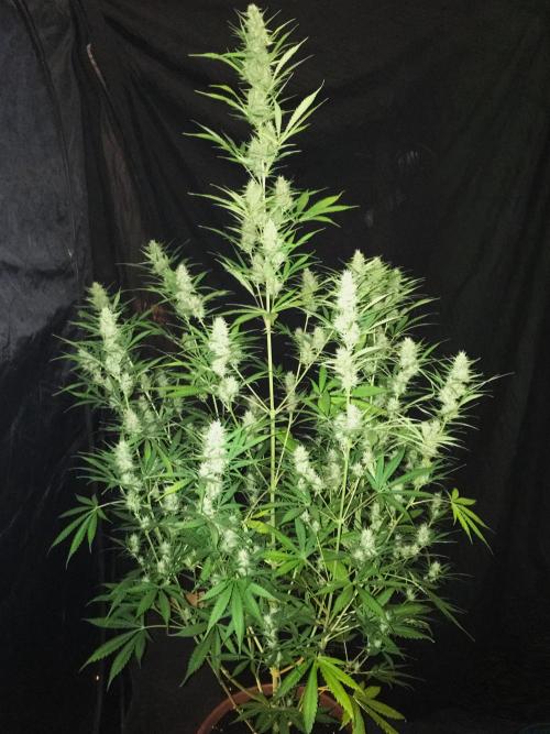 GorillaCookies StrawberryBanana AUTO. Week 9