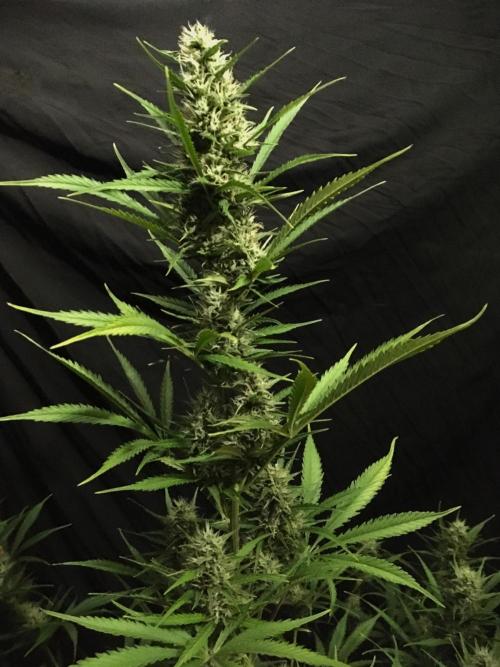 GorillaCookies StrawberryBanana AUTO. Week 9