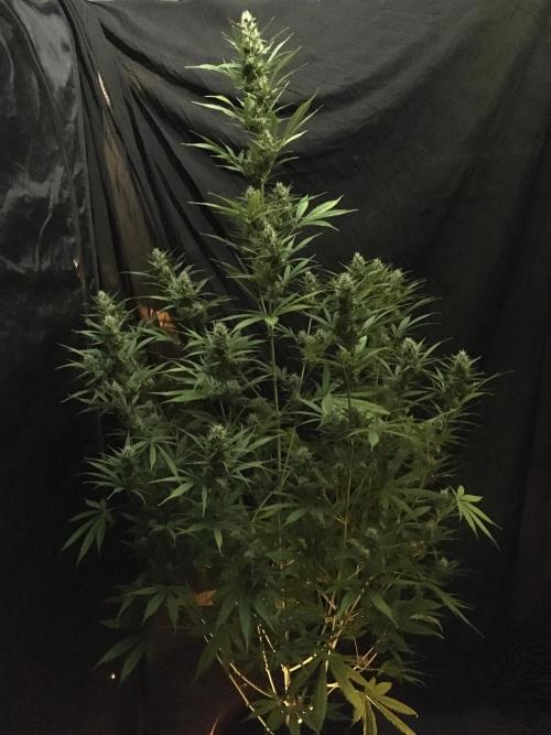 GorillaCookies StrawberryBanana AUTO. Week 9