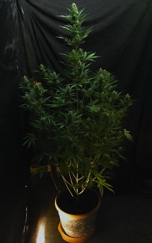 GorillaCookies StrawberryBanana AUTO. Week 9