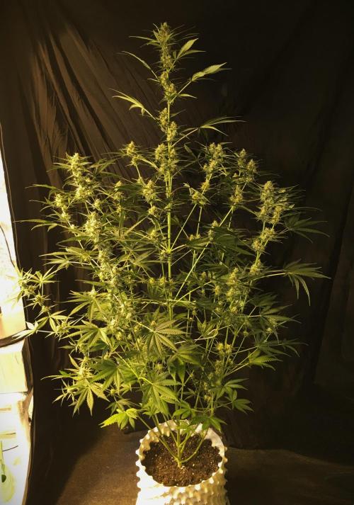 GorillaCookies StrawberryBanana AUTO. Week 9 - Strawberry Banana #1