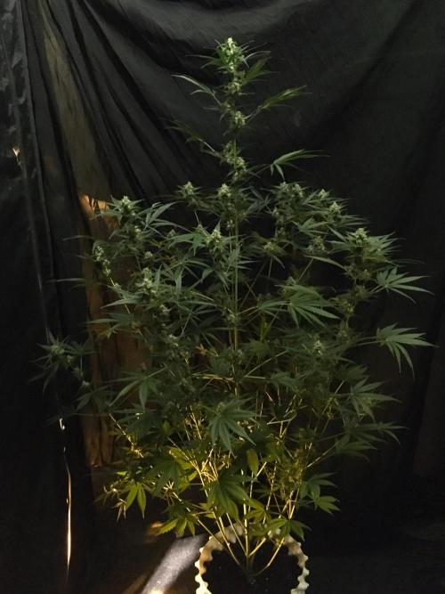 GorillaCookies StrawberryBanana AUTO. Week 9