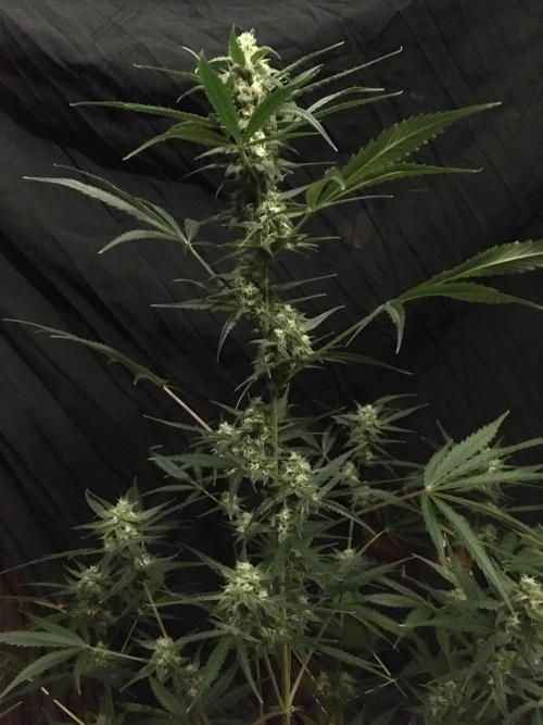 GorillaCookies StrawberryBanana AUTO. Week 9