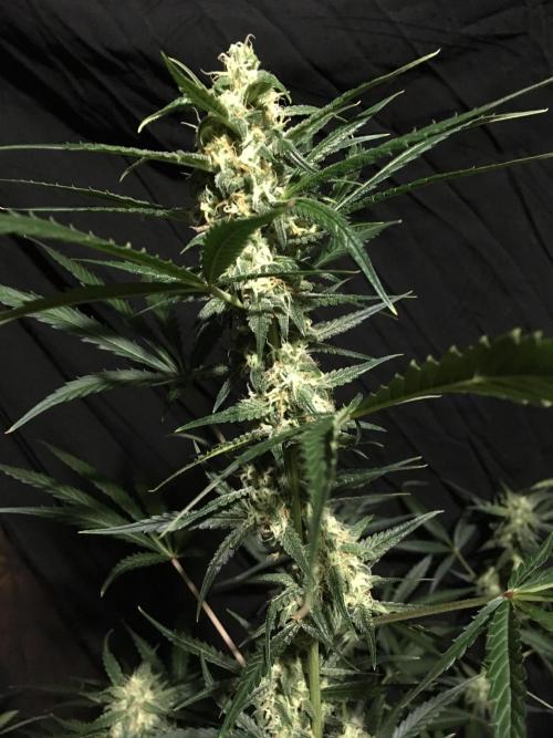 GorillaCookies StrawberryBanana AUTO. Week 9