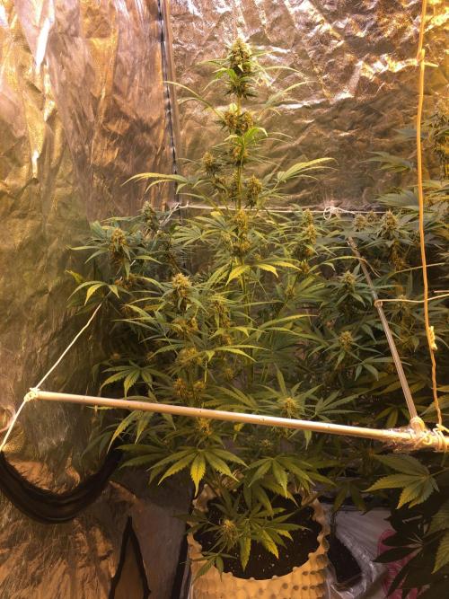 GorillaCookies StrawberryBanana AUTO. Week 9 - Strawberry Banana #2