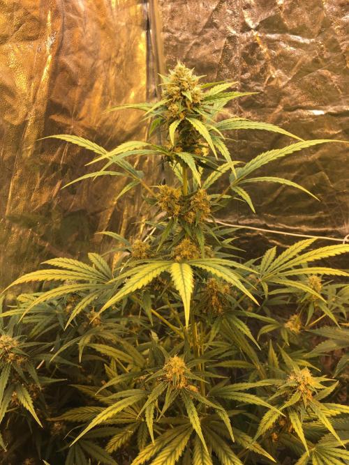 GorillaCookies StrawberryBanana AUTO. Week 9
