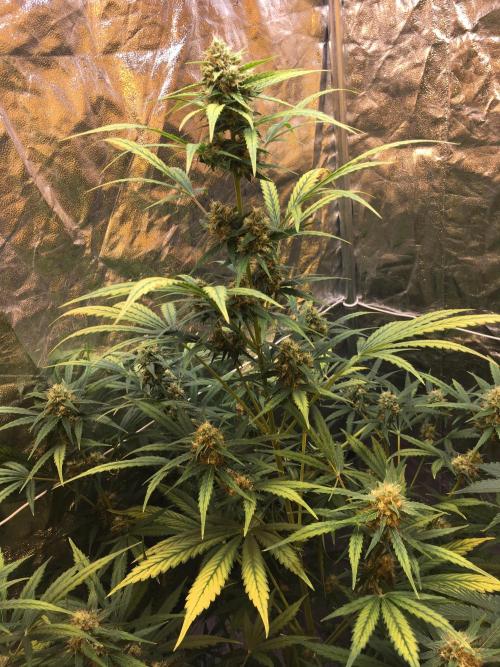 GorillaCookies StrawberryBanana AUTO. Week 9