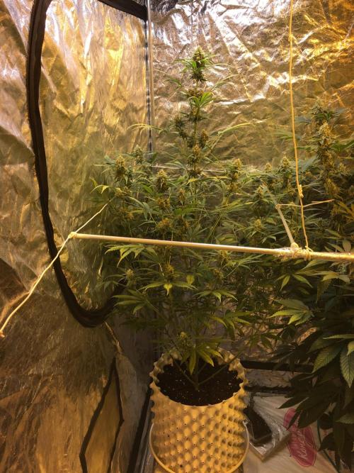 GorillaCookies StrawberryBanana AUTO. Week 9