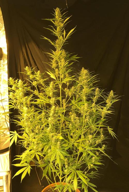 GorillaCookies StrawberryBanana AUTO. Week 9
