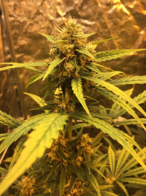 GorillaCookies StrawberryBanana AUTO. Week 9