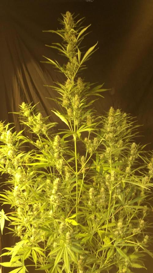 GorillaCookies StrawberryBanana AUTO