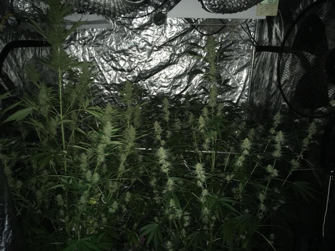 GorillaCookies StrawberryBanana AUTO. Week 9
