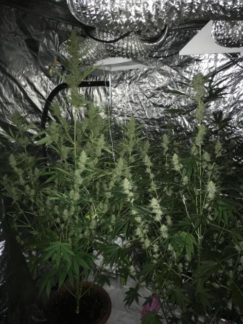 GorillaCookies StrawberryBanana AUTO. Week 9