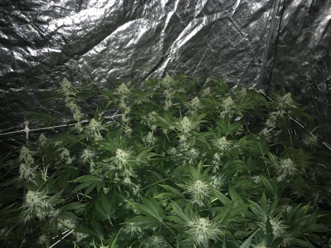 DWC Strawberry Chemdawg OG. Week 14