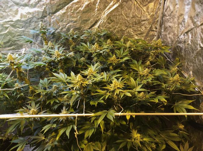 DWC Strawberry Chemdawg OG. Week 15