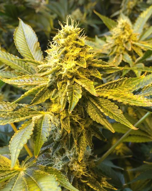 DWC Strawberry Chemdawg OG. Week 15
