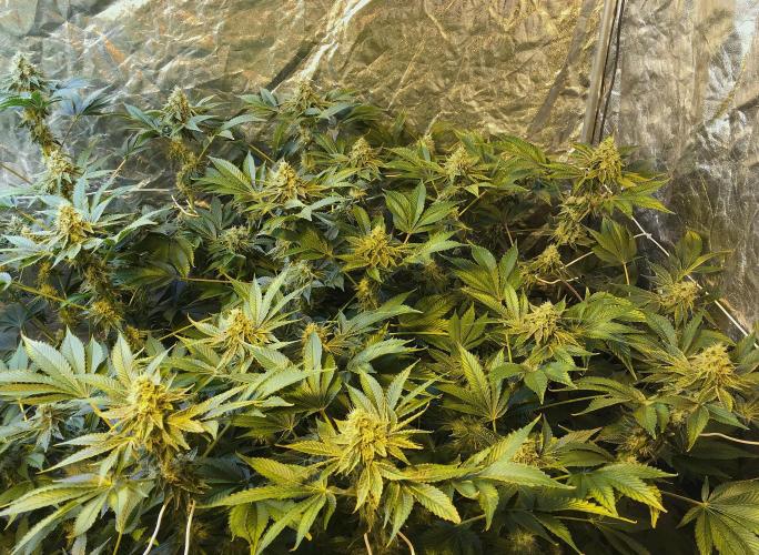DWC Strawberry Chemdawg OG. Week 15