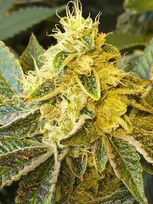 DWC Strawberry Chemdawg OG. Week 15