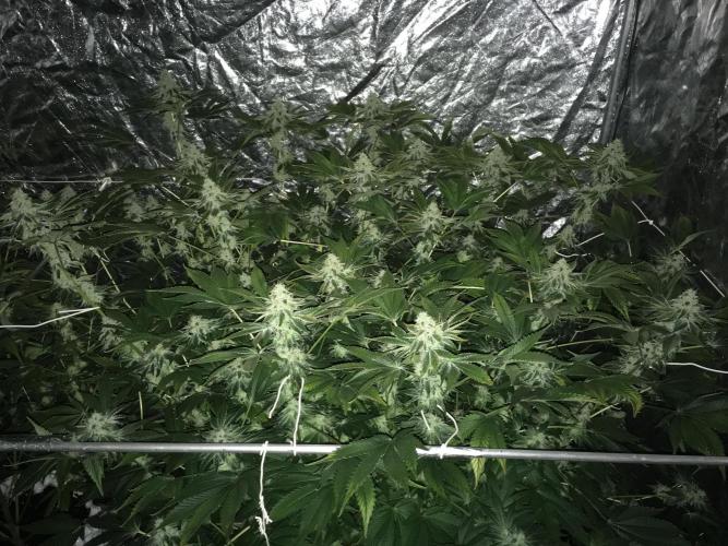DWC Strawberry Chemdawg OG. Week 15