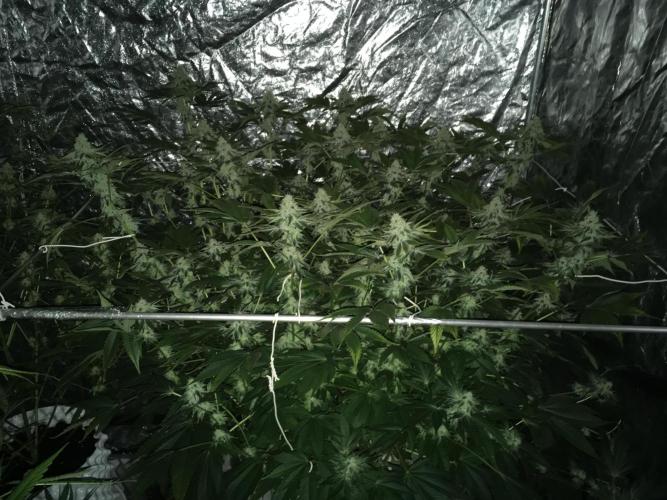 DWC Strawberry Chemdawg OG. Week 15