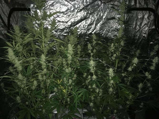 DWC Strawberry Chemdawg OG. Week 15
